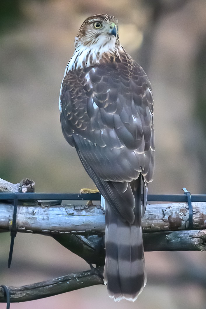 Rundschwanzhabicht - ML646787092