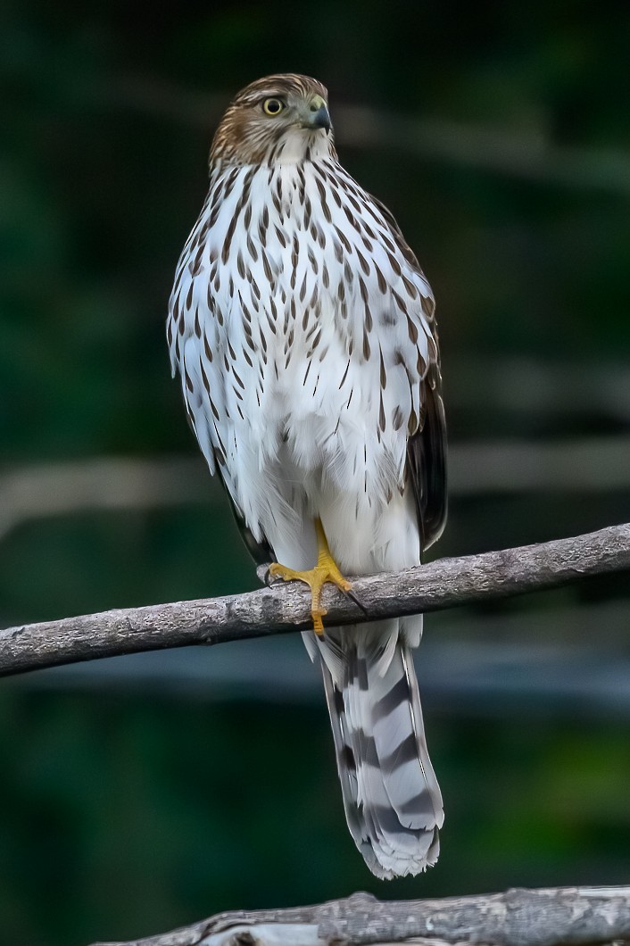 Rundschwanzhabicht - ML646787093