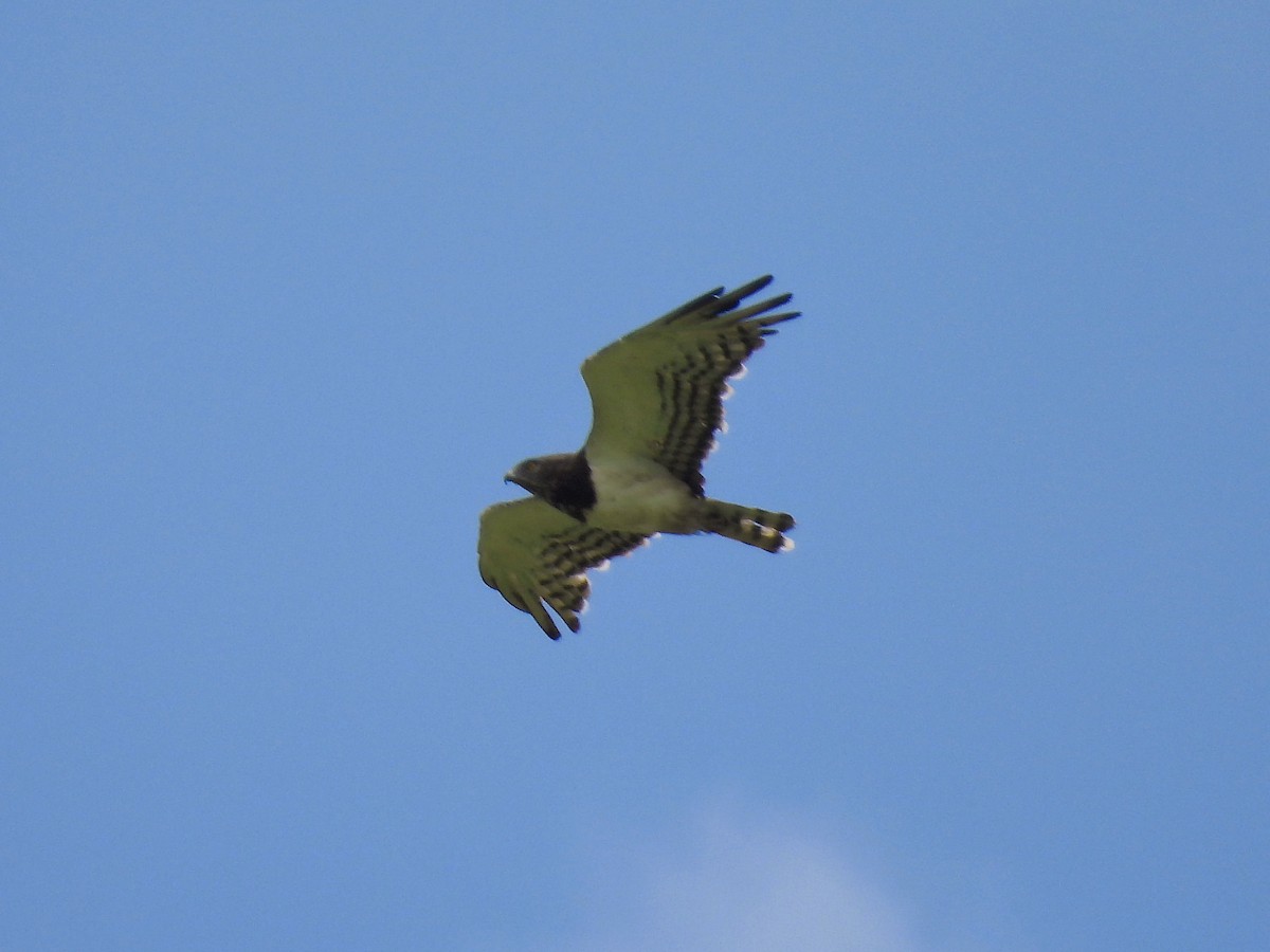 Black-chested Snake-Eagle - ML646787094