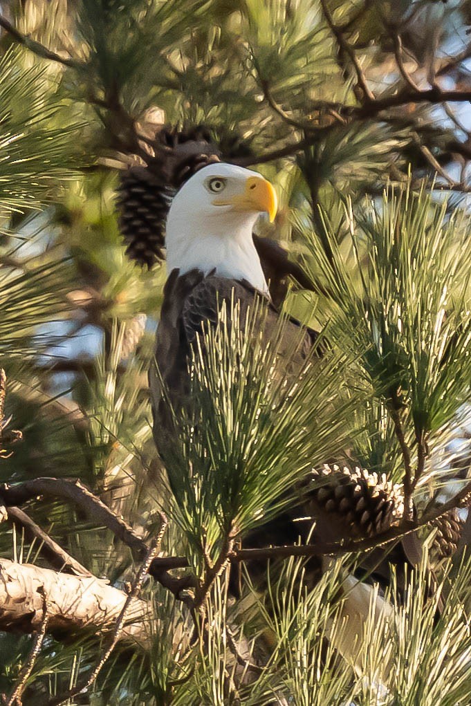 Bald Eagle - ML646787095