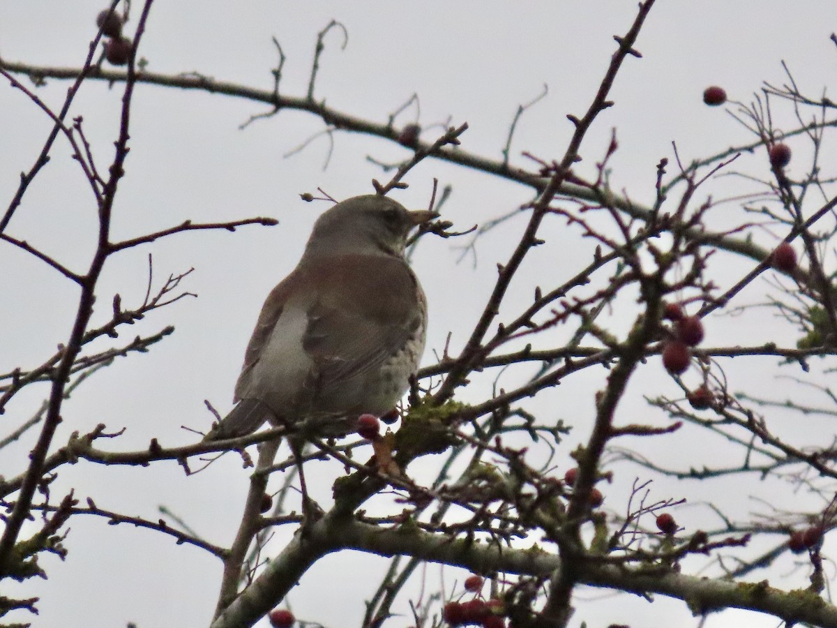 Fieldfare - ML646787105