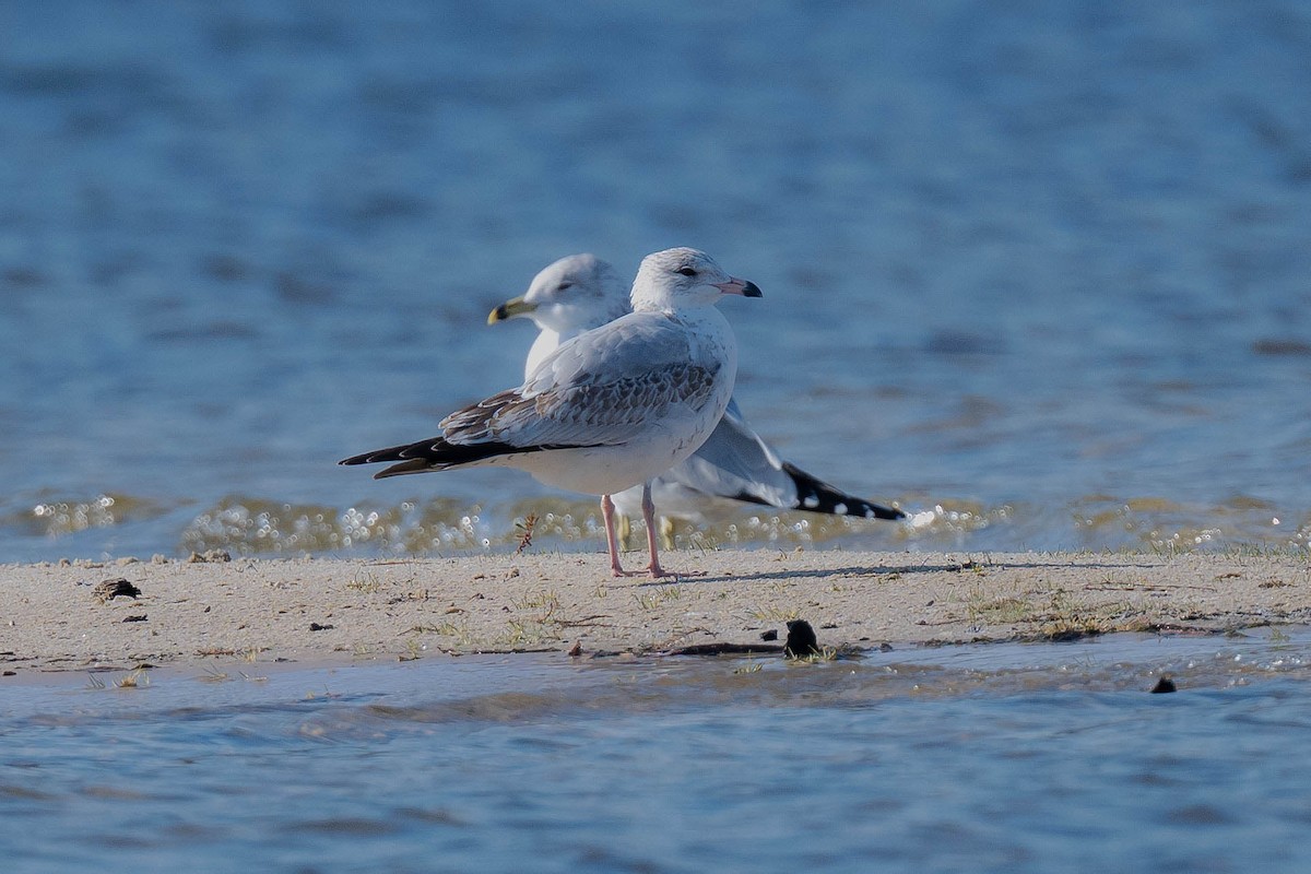 Ring-billed Gull - ML646787107