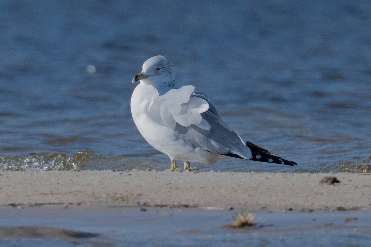 Ring-billed Gull - ML646787110