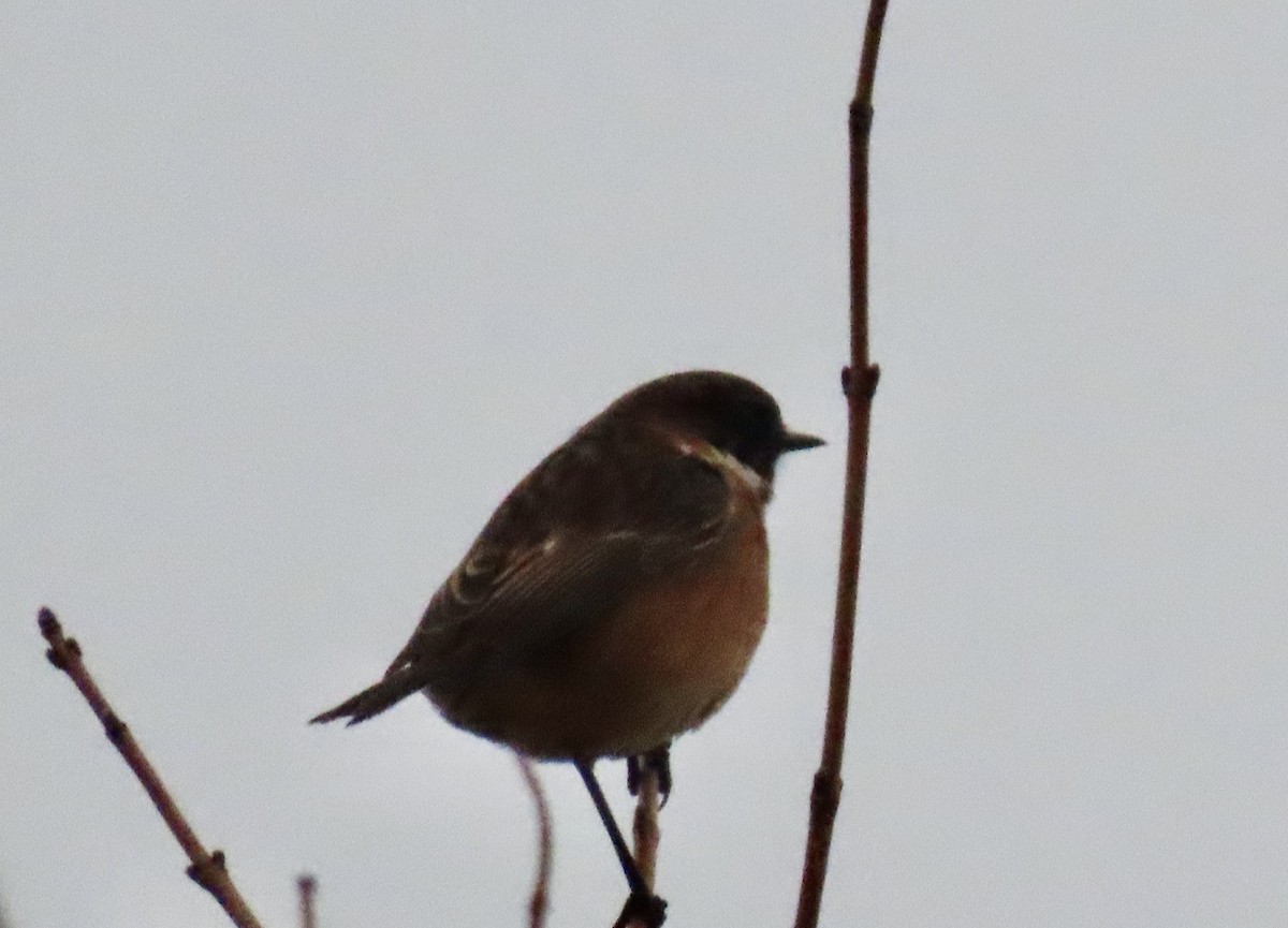 European Stonechat - ML646787115