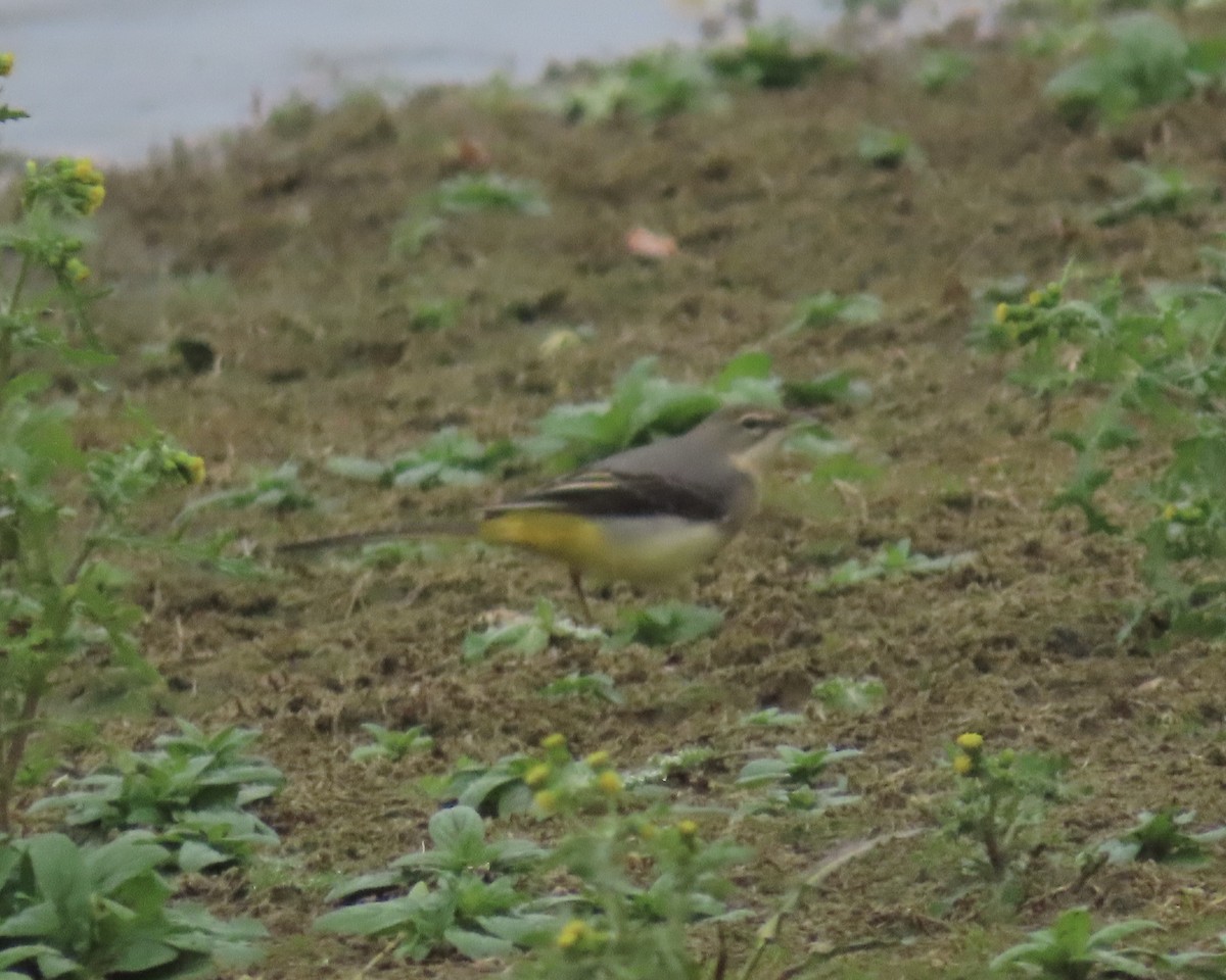 灰鶺鴒 - ML646787118