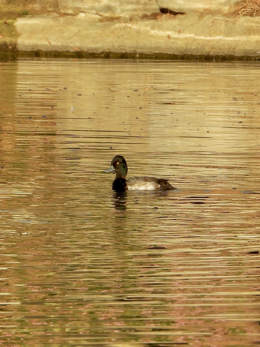 Greater/Lesser Scaup - ML646787120