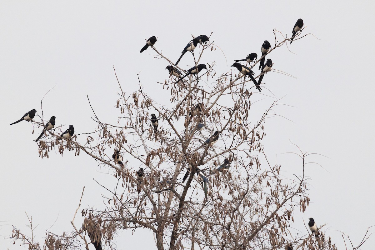 Oriental Magpie - ML646787122