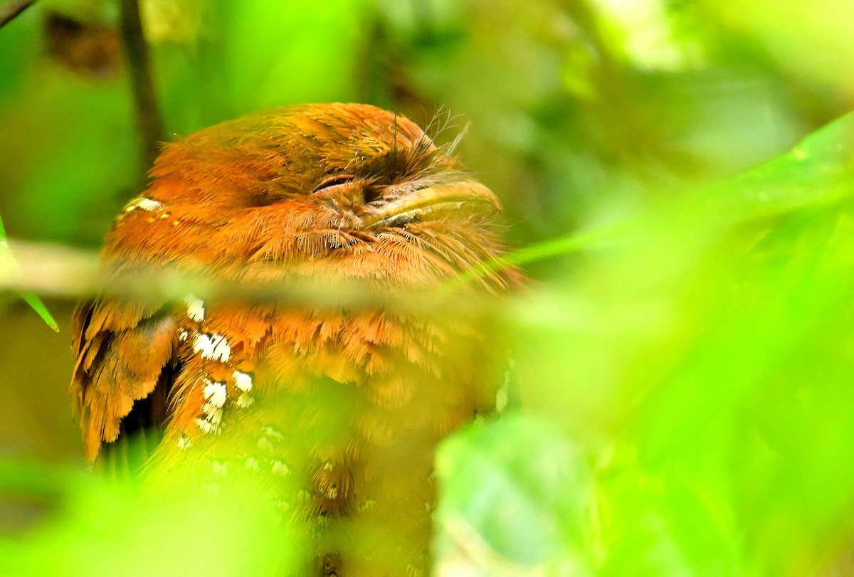 Sri Lanka Frogmouth - ML646787123
