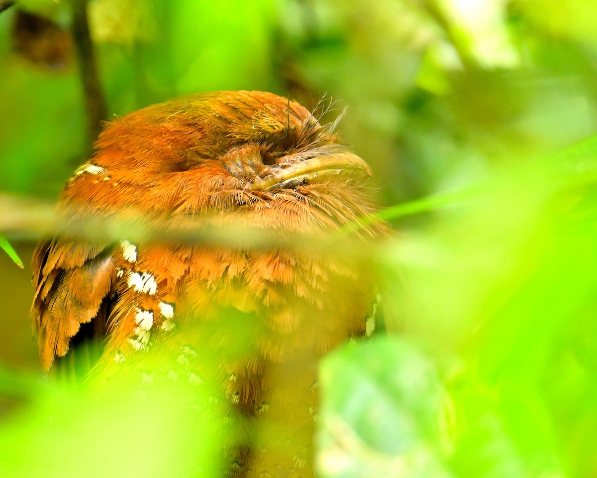Sri Lanka Frogmouth - ML646787124