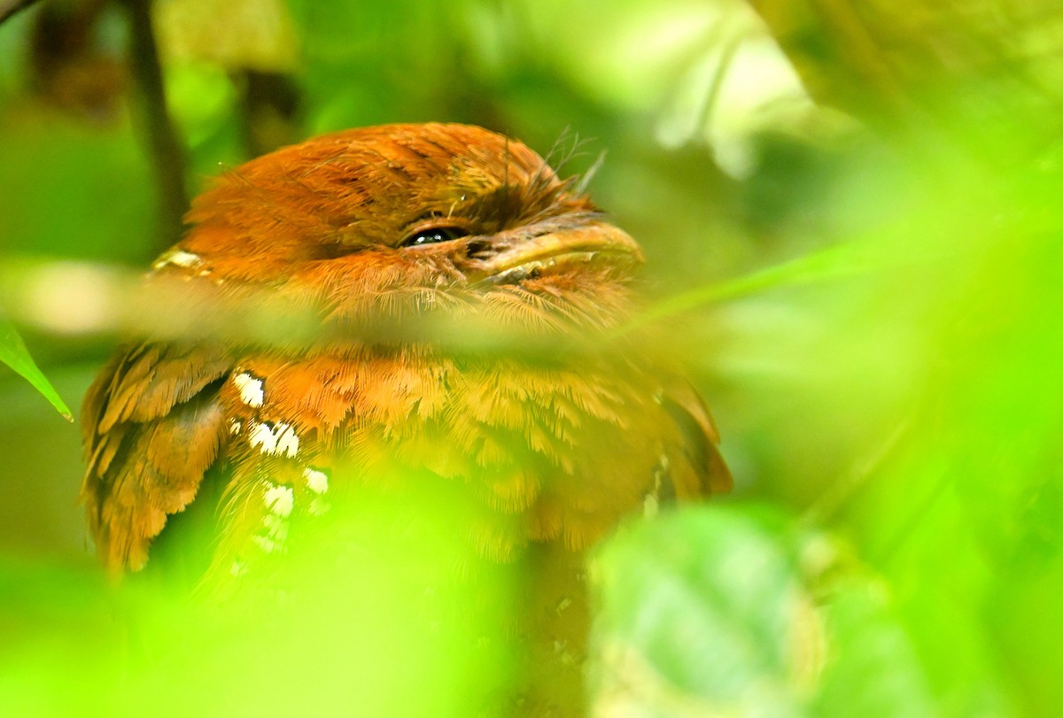 Sri Lanka Frogmouth - ML646787125