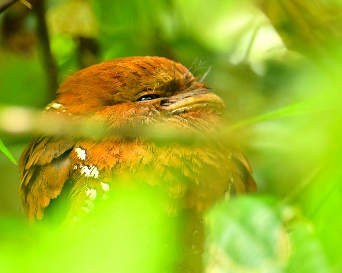 Sri Lanka Frogmouth - ML646787126