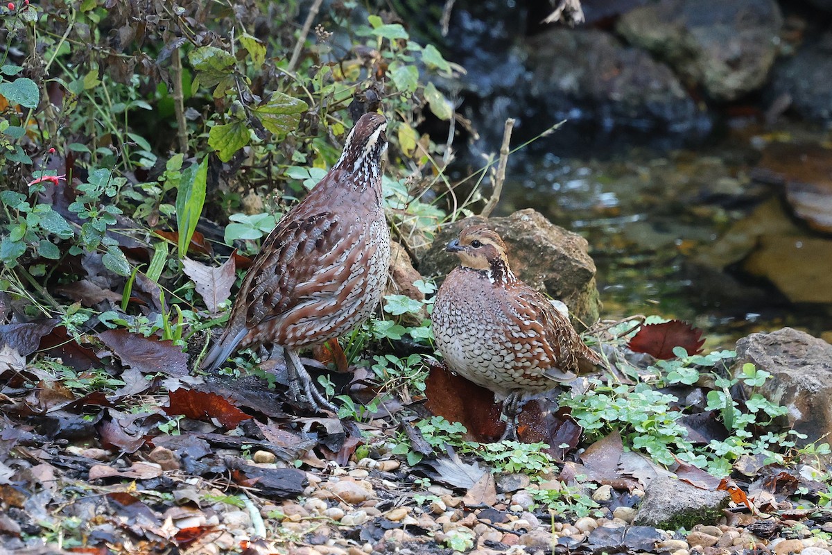 Virginiawachtel - ML646787129