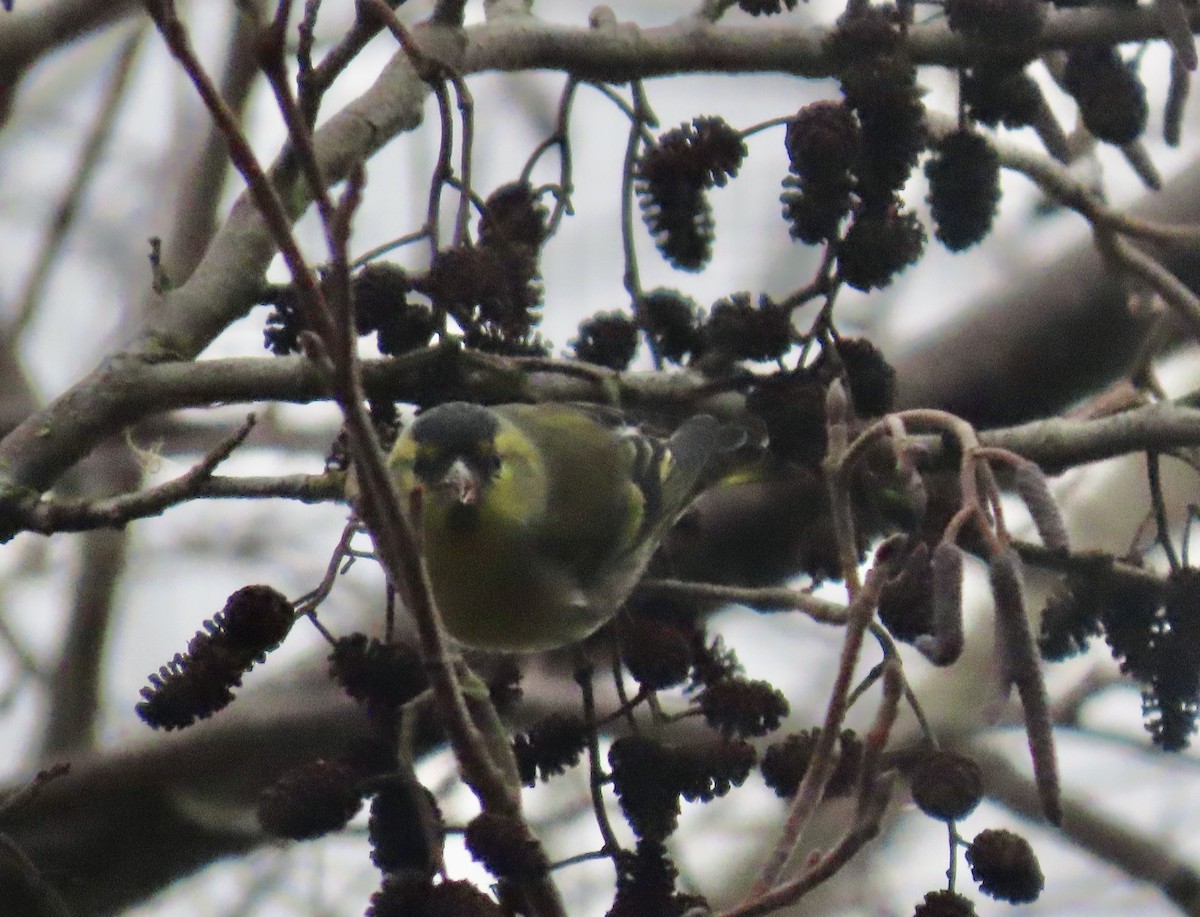 黃雀 - ML646787130