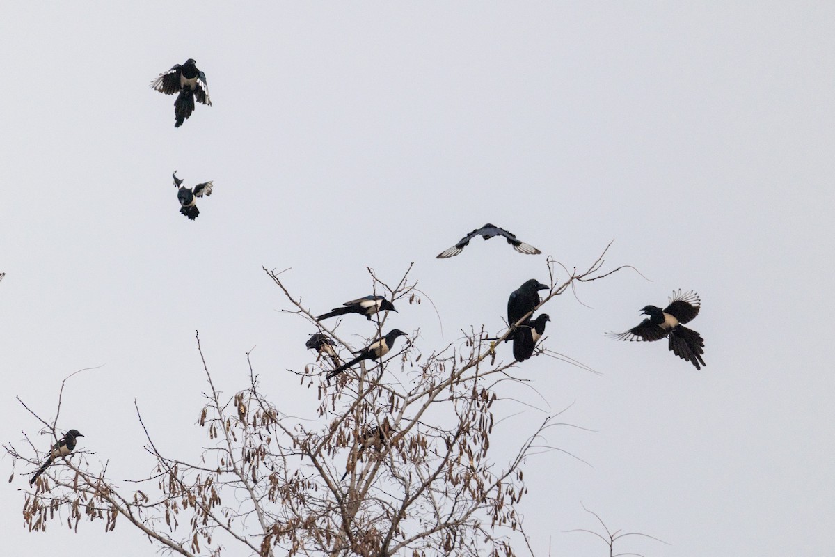 Oriental Magpie - ML646787138