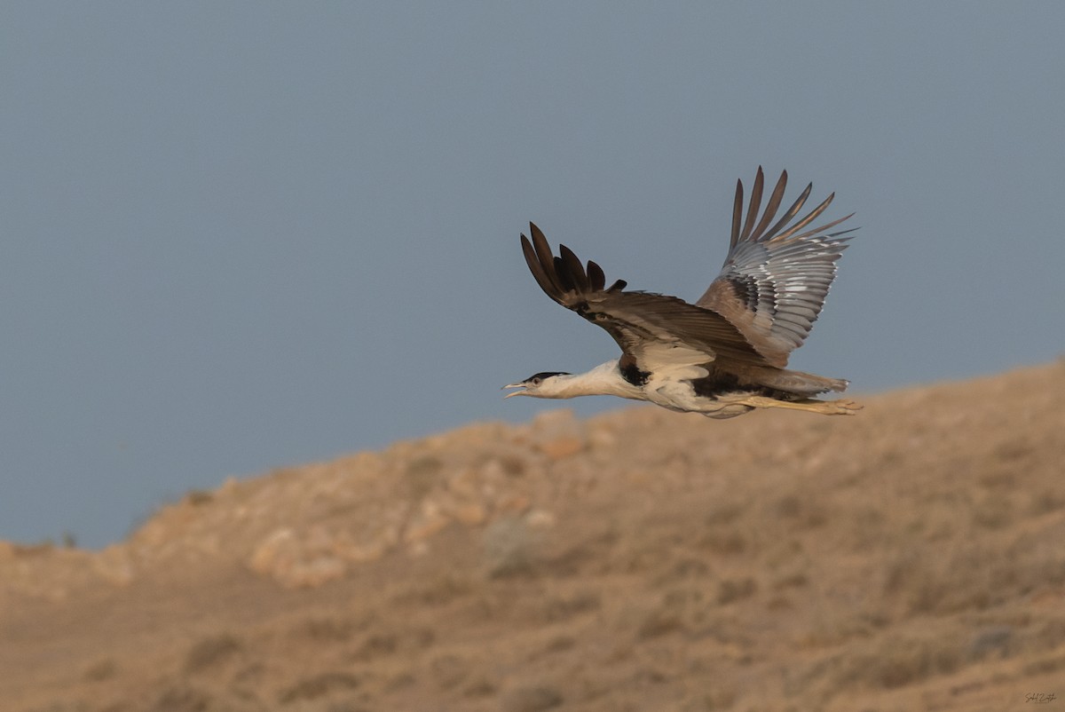 maharajatrappe - ML646787139