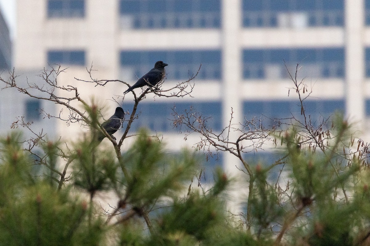 Large-billed Crow - ML646787140
