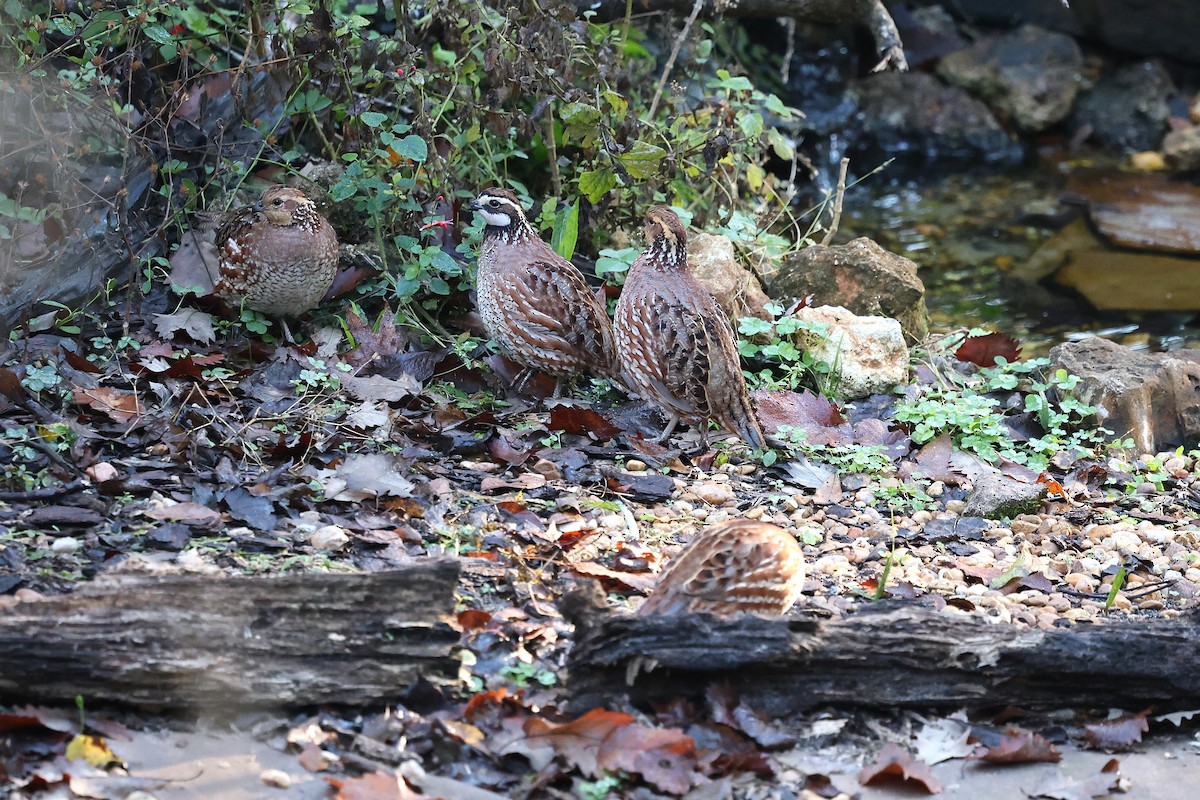 Virginiawachtel - ML646787143