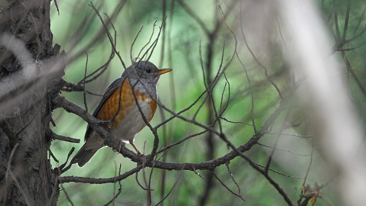 Merle à dos gris - ML646787144