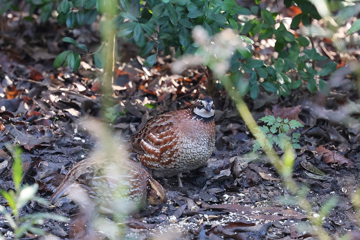 Virginiawachtel - ML646787146