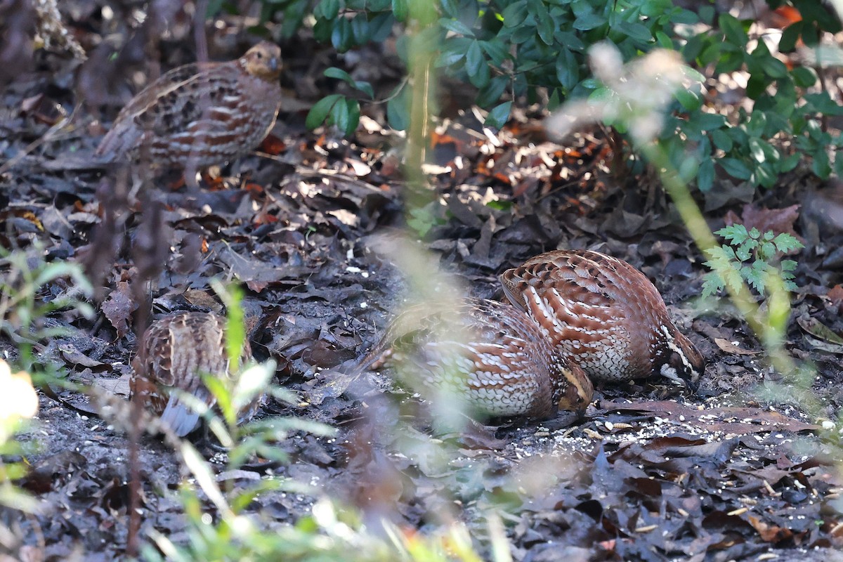 Virginiawachtel - ML646787148