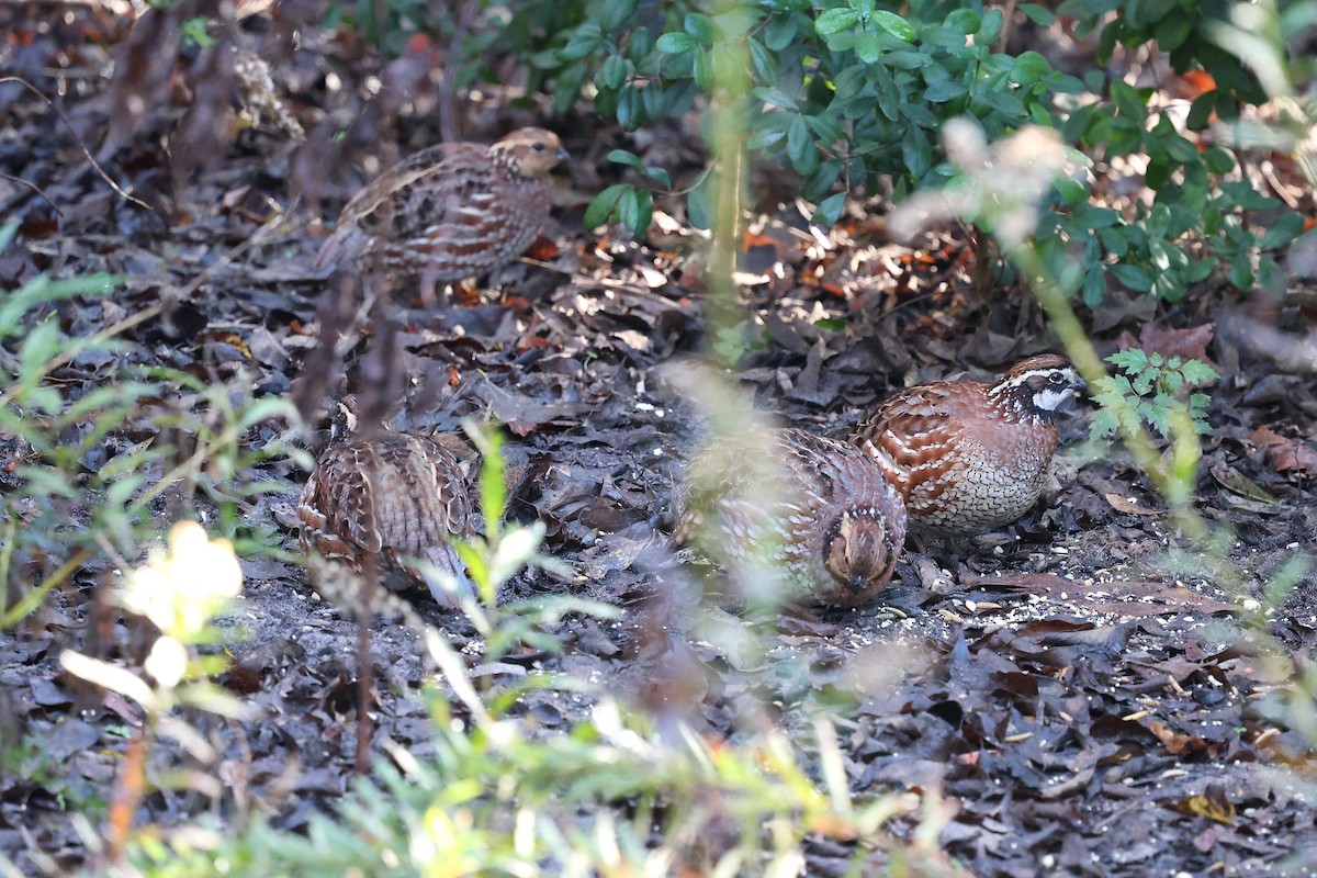 Virginiawachtel - ML646787149