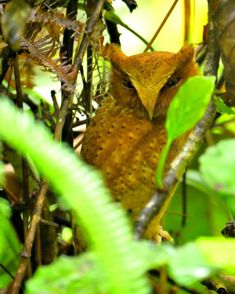 Serendib Scops-Owl - ML646787150