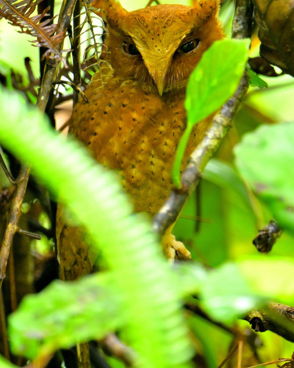 Serendib Scops-Owl - ML646787151
