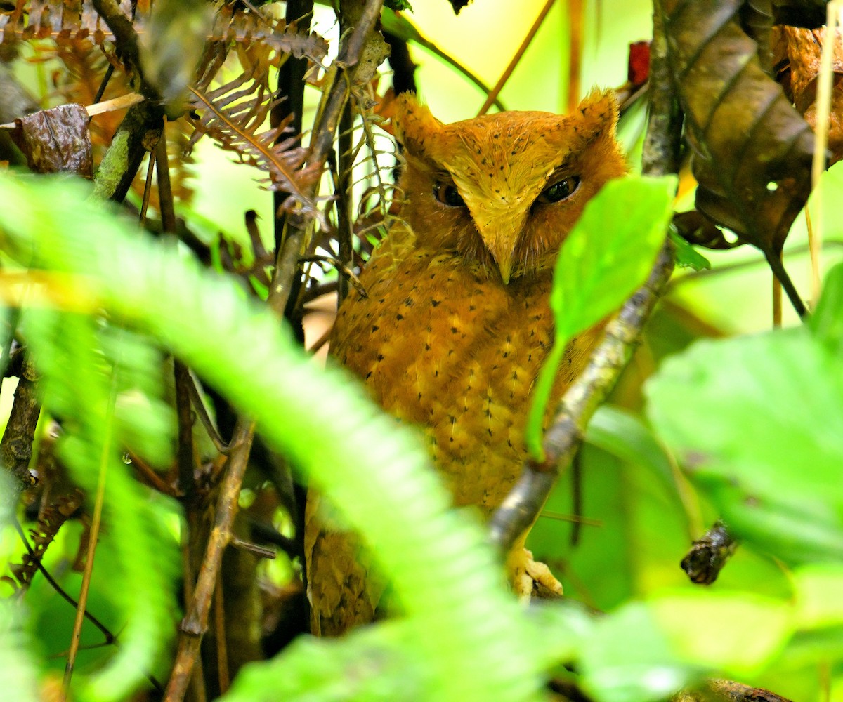 Serendib Scops-Owl - ML646787153