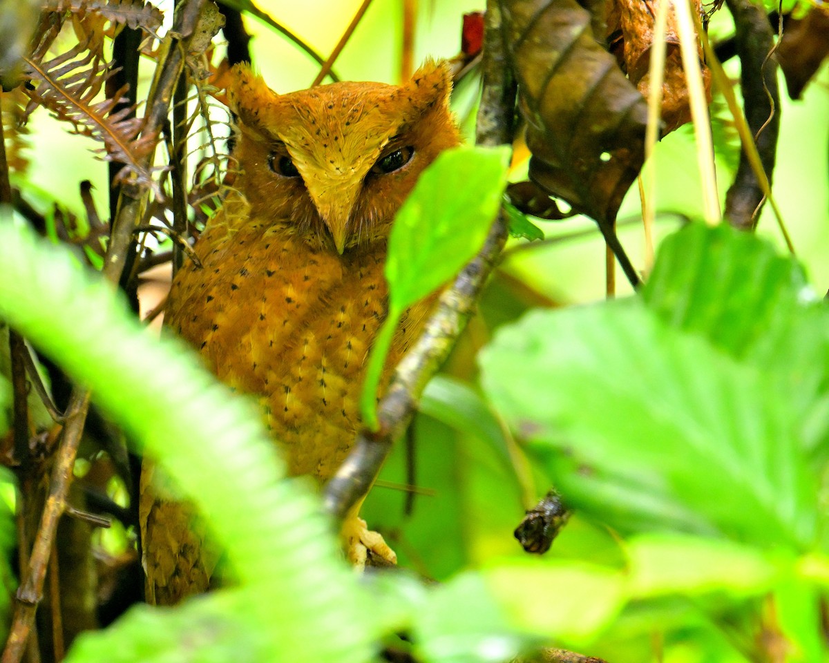 Serendib Scops-Owl - ML646787154