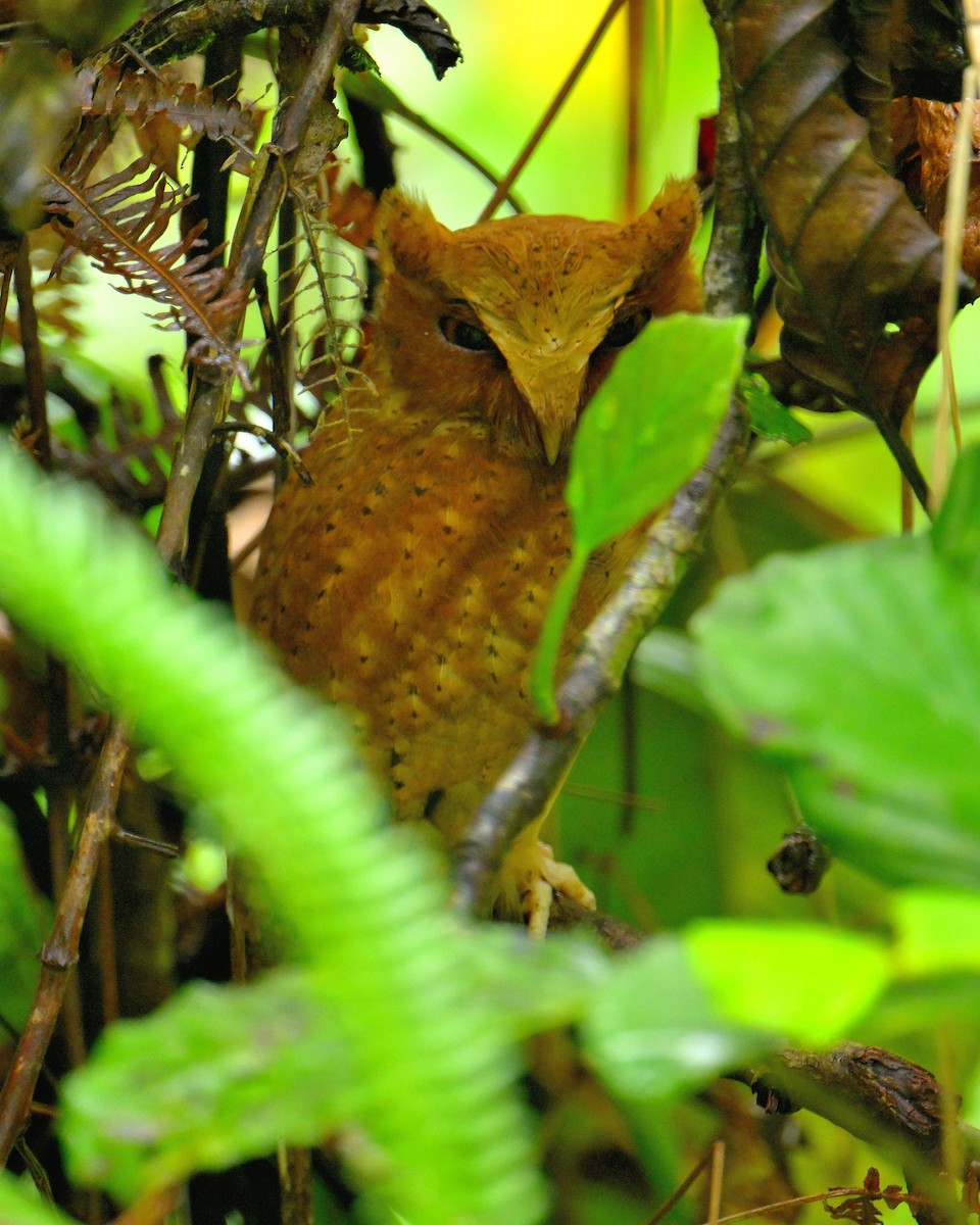 Serendib Scops-Owl - ML646787155