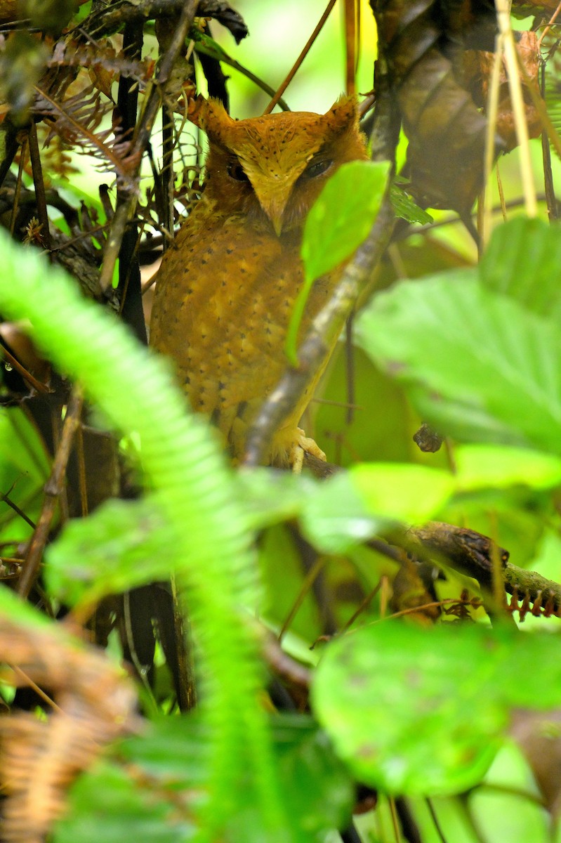 Serendib Scops-Owl - ML646787156