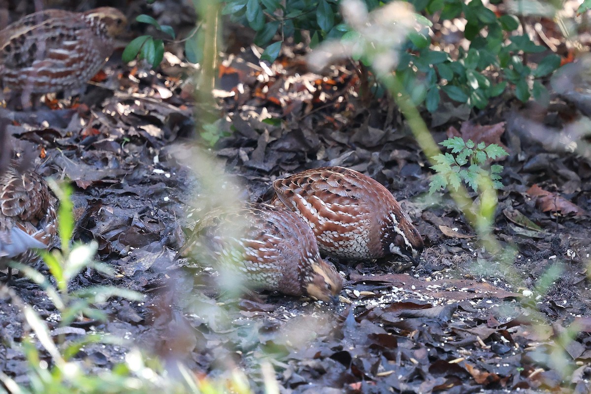 Virginiawachtel - ML646787157