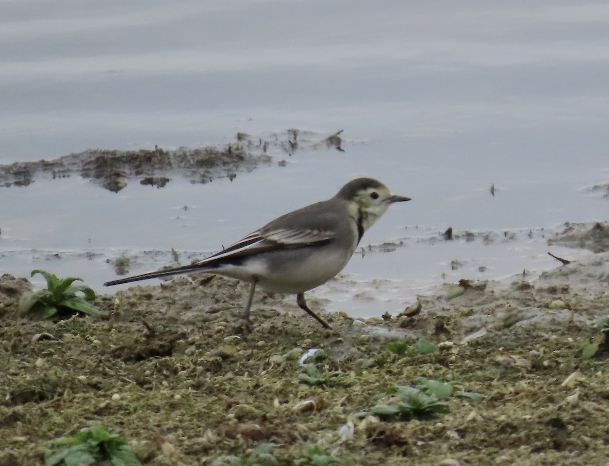 白鶺鴒(yarrellii) - ML646787158