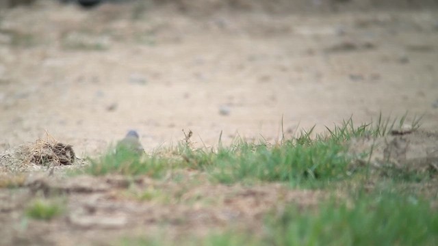 Western Yellow Wagtail (flava) - ML646787160