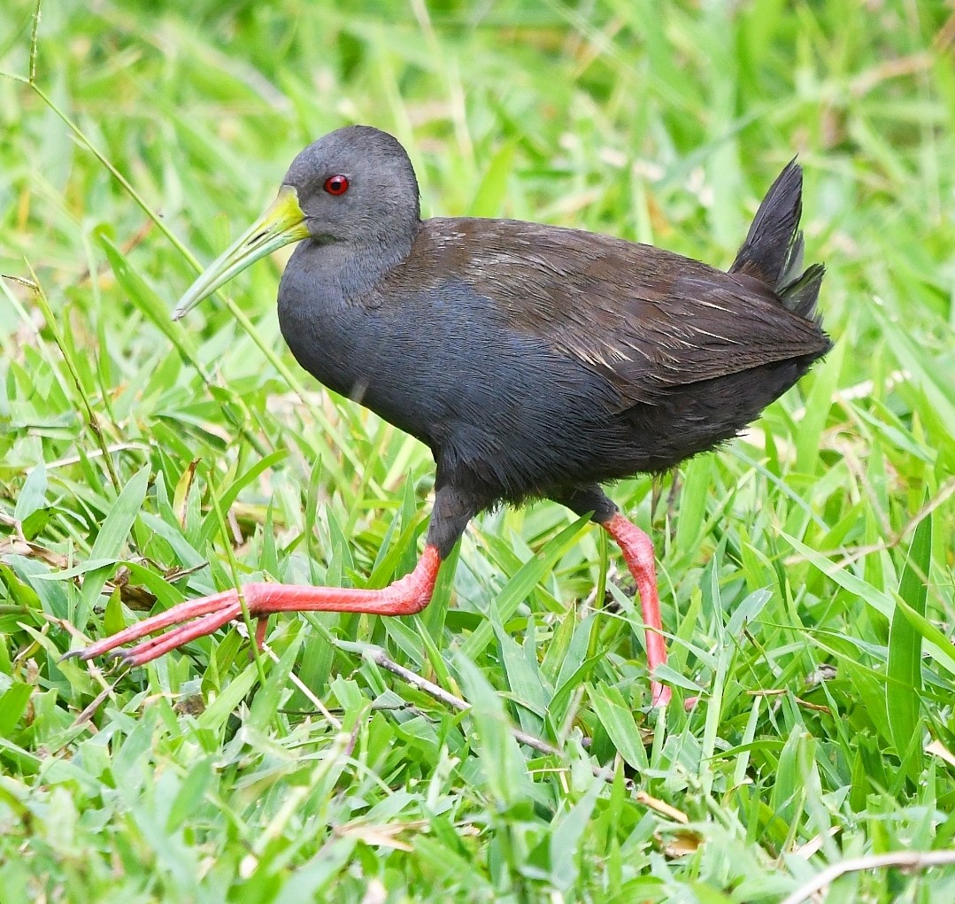 Blackish Rail - ML646787161