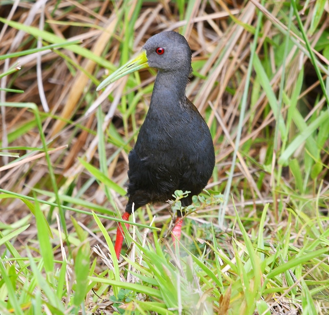 Blackish Rail - ML646787162