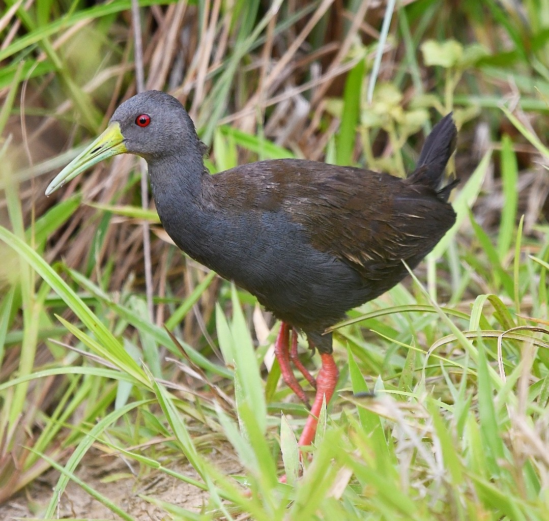 Blackish Rail - ML646787163