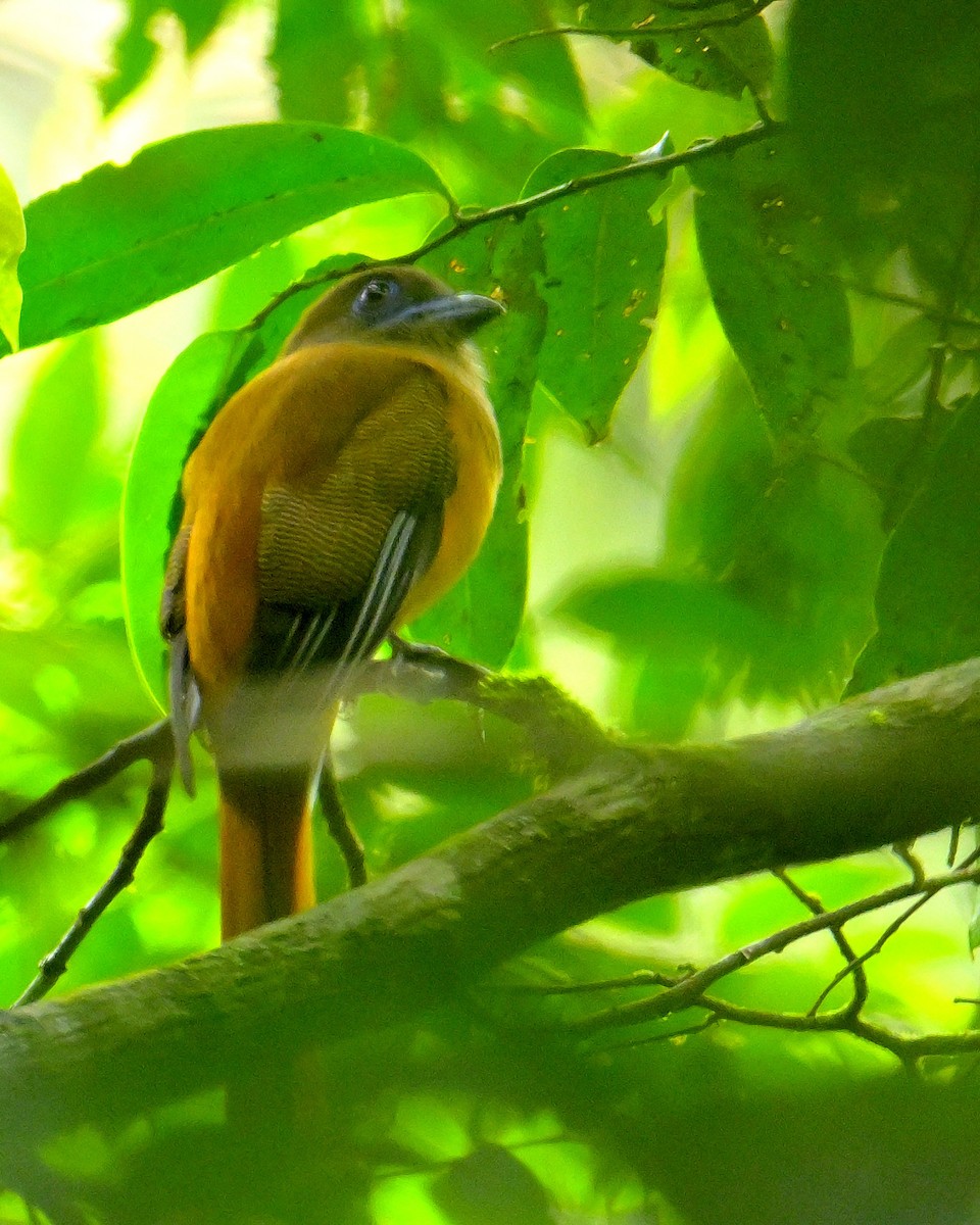 Malabar Trogon - ML646787164