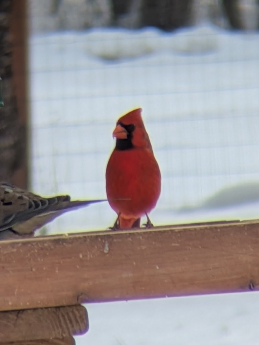 Northern Cardinal - ML646787168