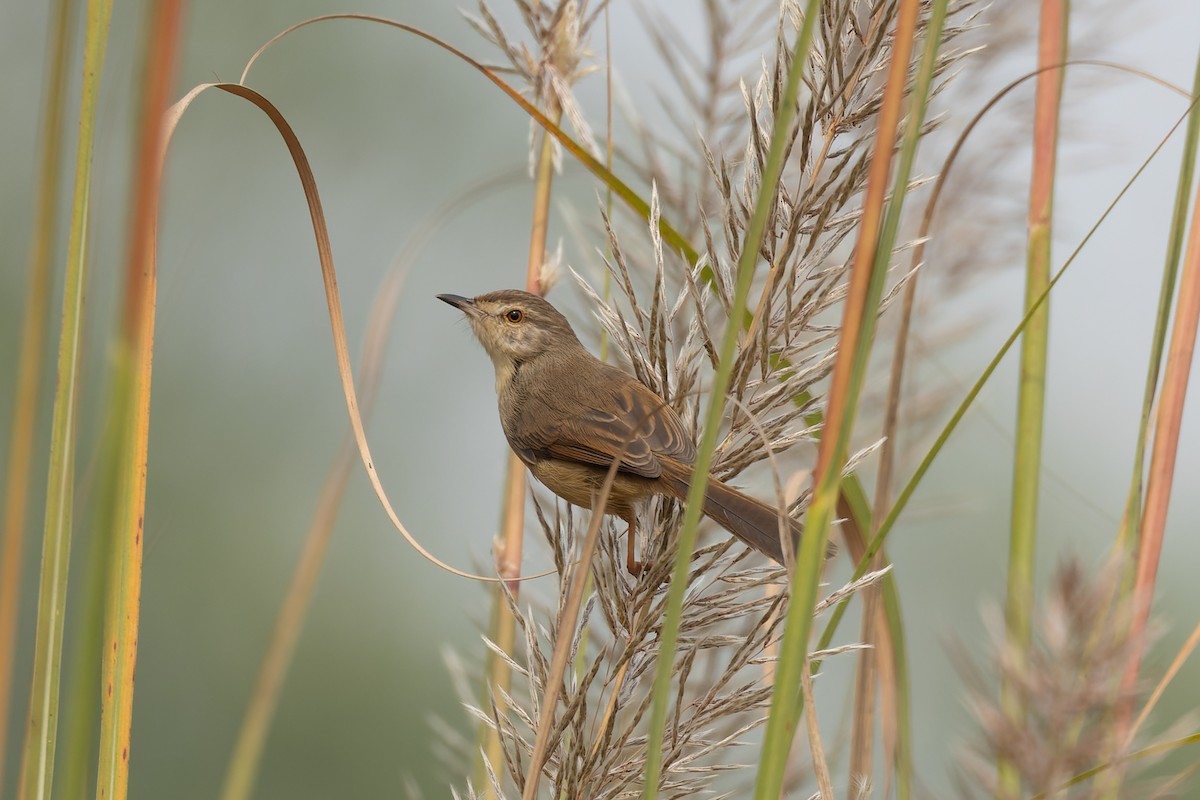 Plain Prinia - ML646787170