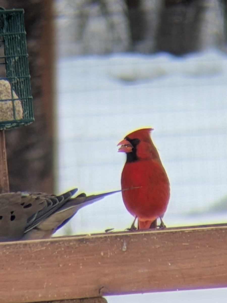 Northern Cardinal - ML646787171