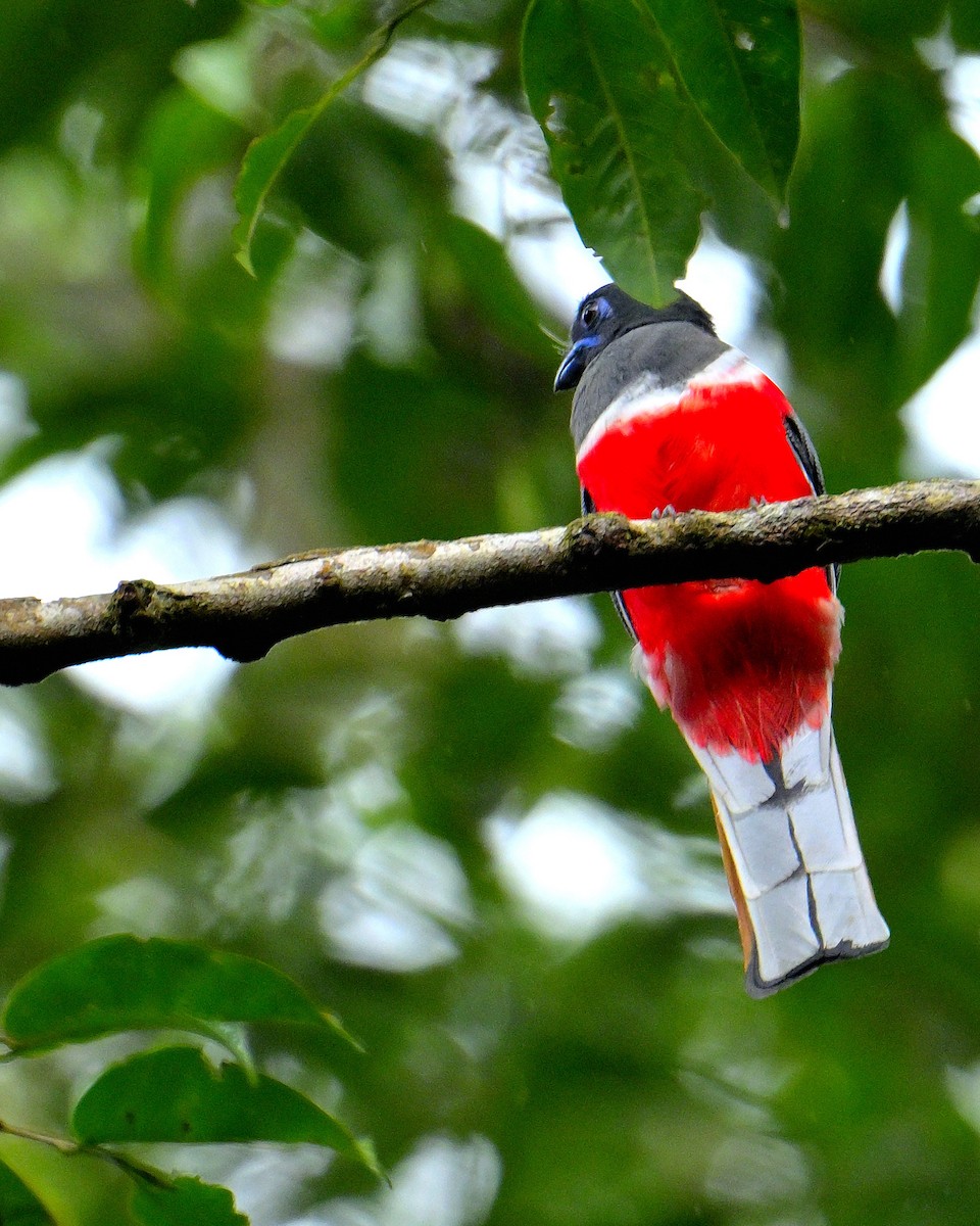 Malabar Trogon - ML646787172