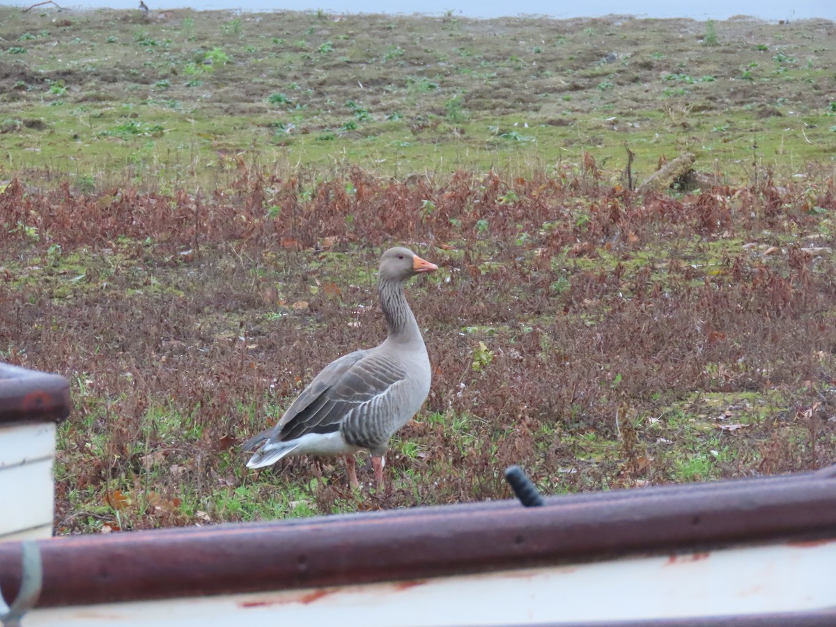 灰雁 - ML646787173