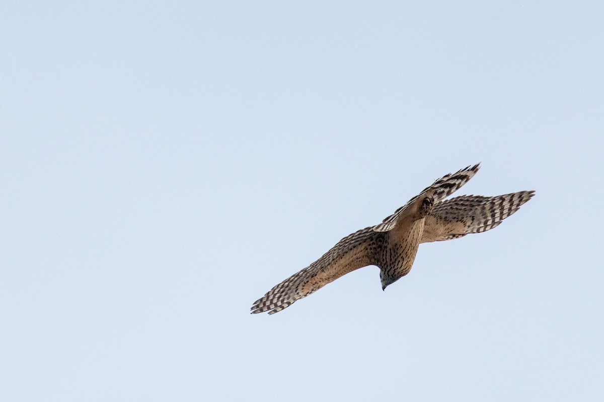 Eurasian Goshawk - ML646787176