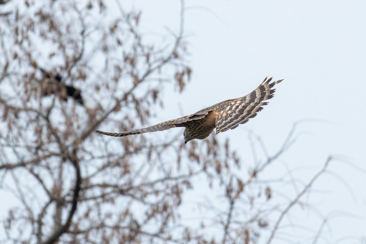 Eurasian Goshawk - ML646787177