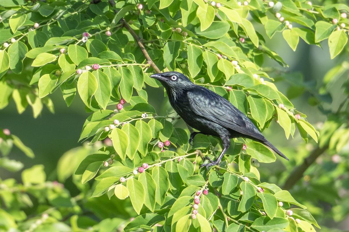Asian Glossy Starling - ML646787188