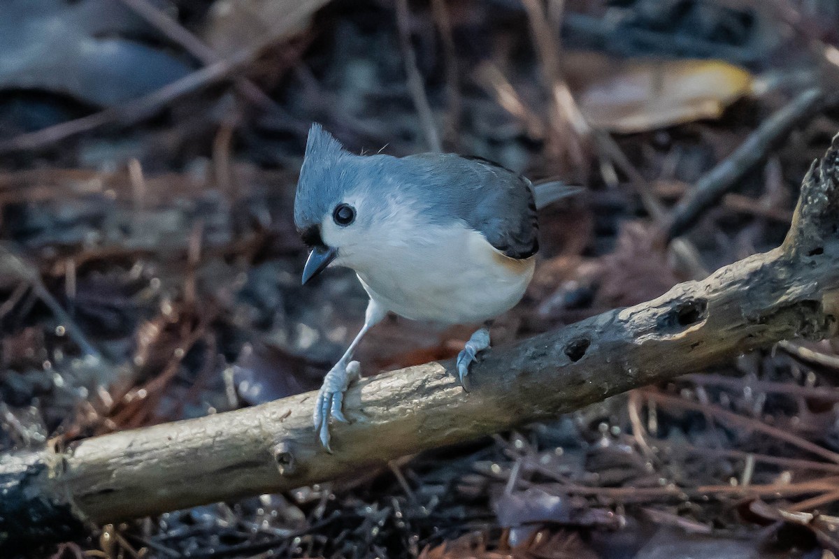 Tufted Titmouse - ML646787194