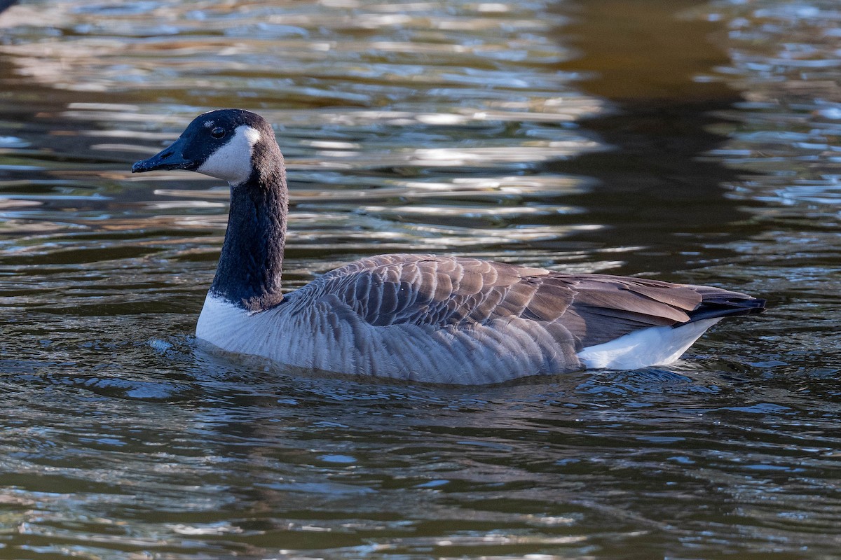 Канад галуу - ML646787196