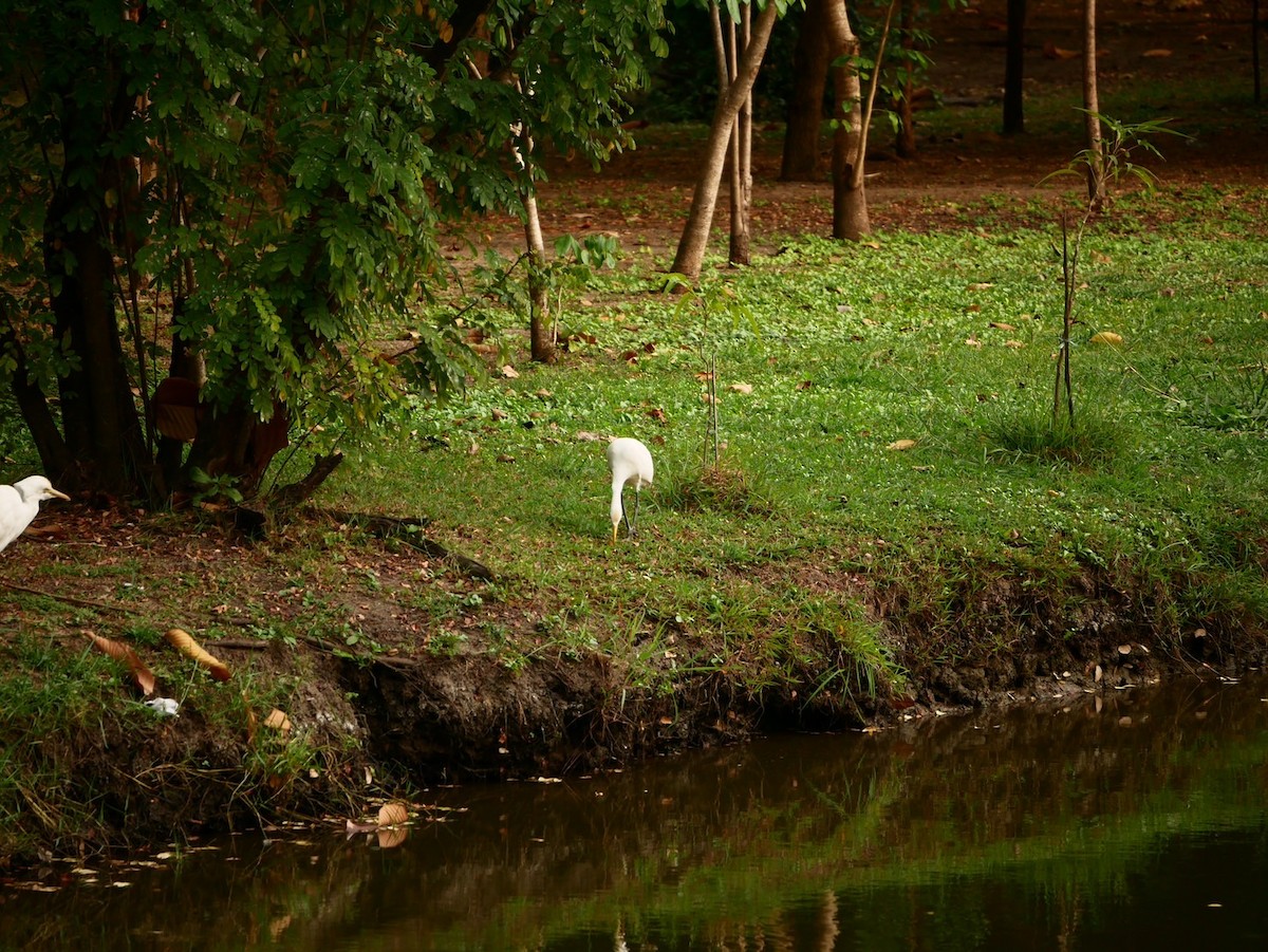 Héron de Coromandel - ML646787198