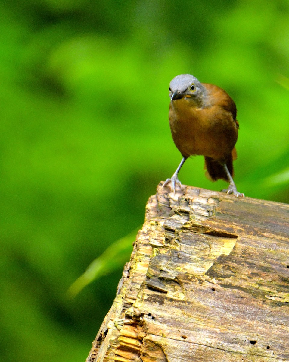 Ashy-headed Laughingthrush - ML646787199